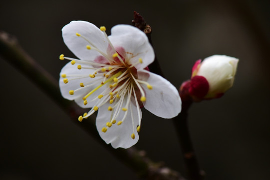 梅花