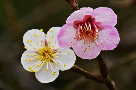 梅花