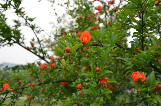 山茶花