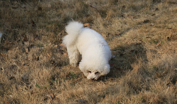 宠物犬 比熊