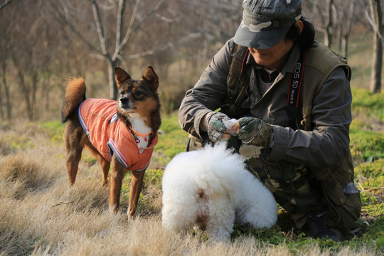 宠物犬 比熊