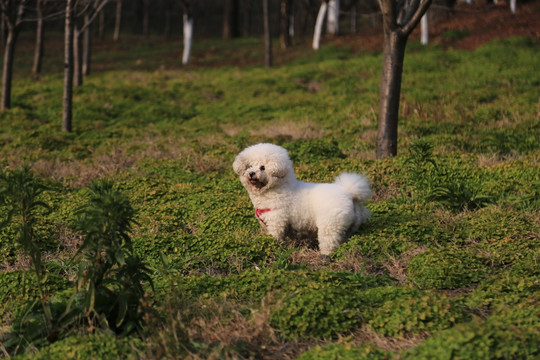 宠物犬 比熊