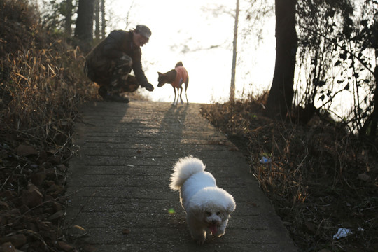 宠物犬 比熊