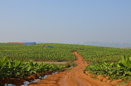 香蕉种植大型基地