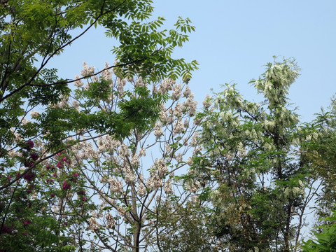 槐树开花