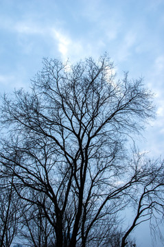 冬天的树干