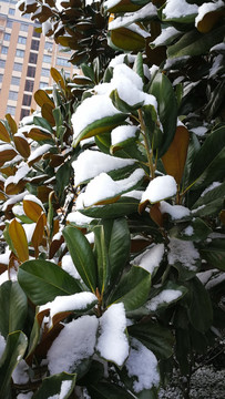 瑞雪兆丰年