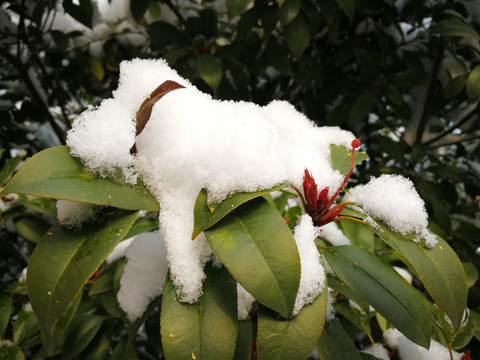 瑞雪兆丰年