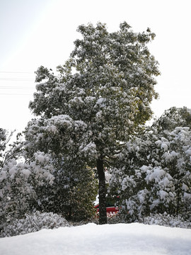 瑞雪兆丰年