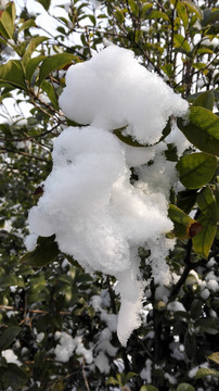 瑞雪兆丰年