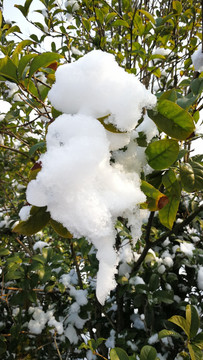 I美丽的雪景