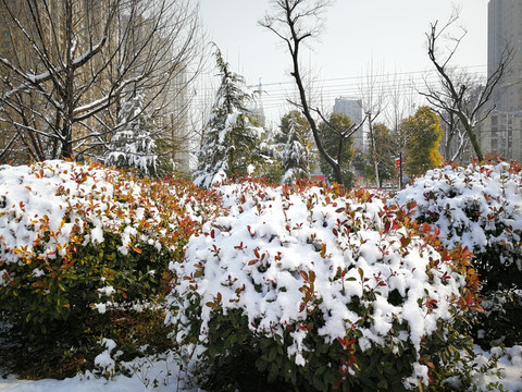 美丽的雪景