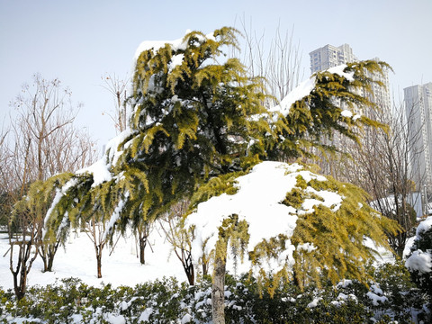 美丽的雪景