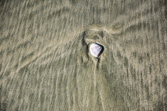 海滩贝壳纹理