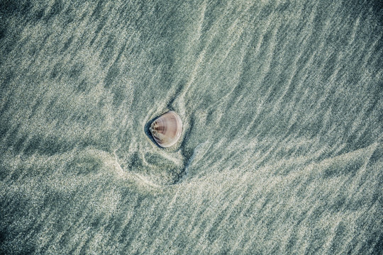 海滩贝壳纹理