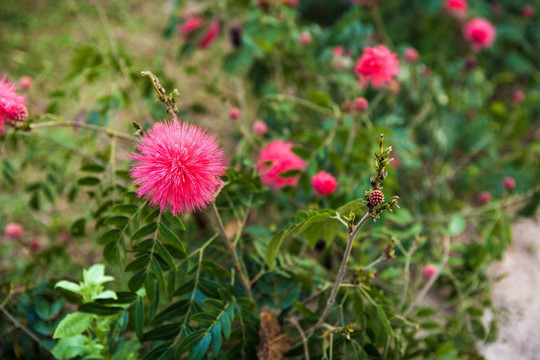 朱缨花