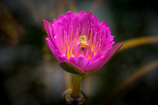 荷花和蜜蜂