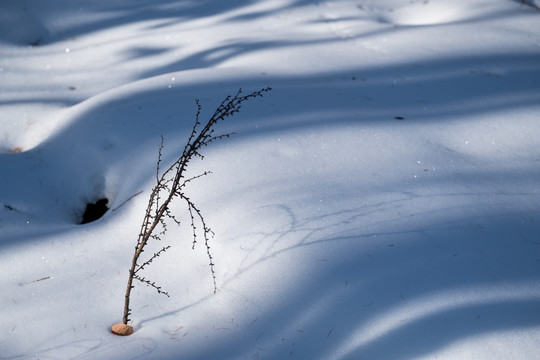 冬雪