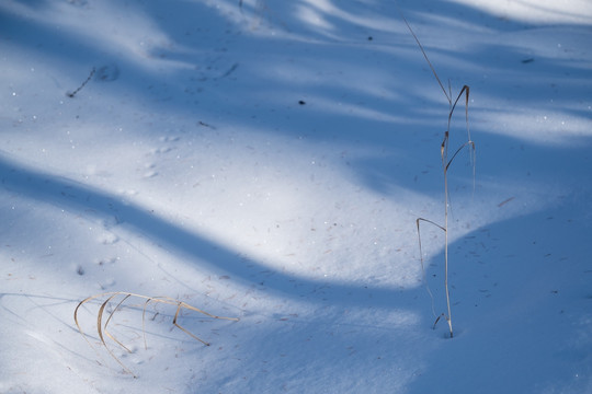 冬雪