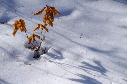 冬雪