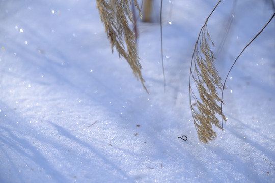 冬雪