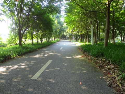 夏天马路