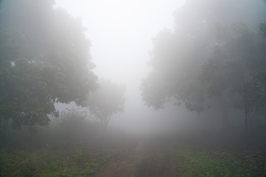 大雾中的树林