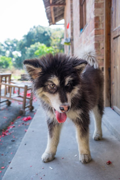 阿拉斯加边境牧羊犬