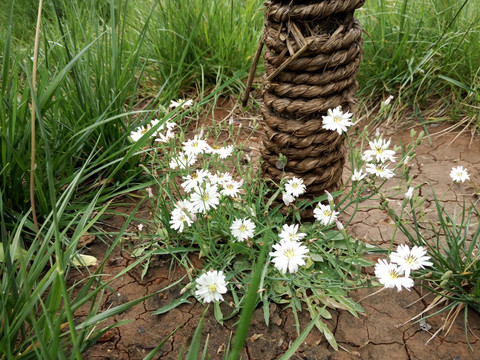 白色野花