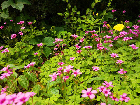 花草背景