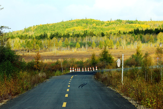 森林中的公路