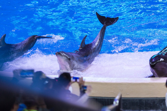 海洋世界 海豚 表演 杂技