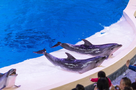 海洋世界 海豚 表演 杂技