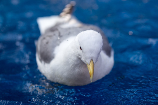 海鸥