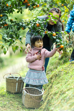 儿童 采摘 果园 桔子 砂糖桔