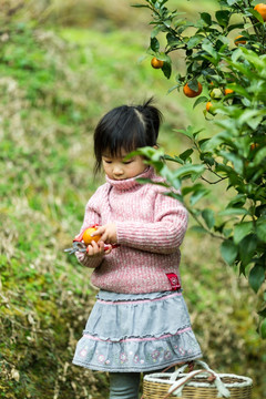 亲子 儿童 采摘 果园 桔子 砂糖桔