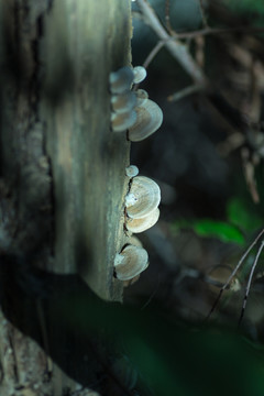 树菇 蘑菇 森林 真菌 菌菇