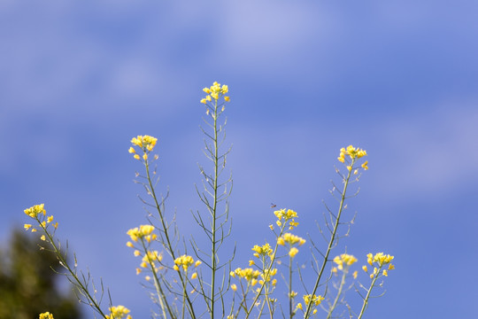 油菜花 田野 蓝天