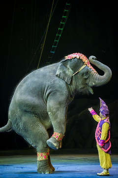 大象马戏