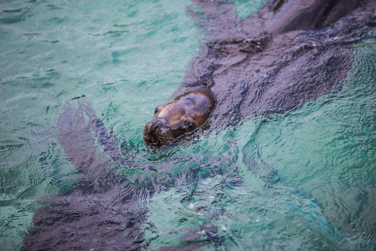 海獅