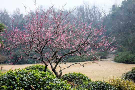 梅花