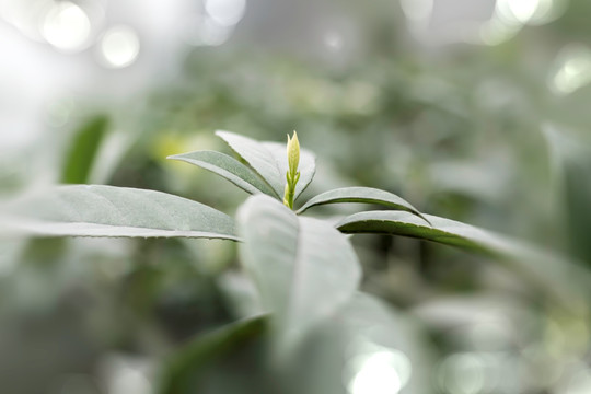 绿色植物树叶花苞微距特写