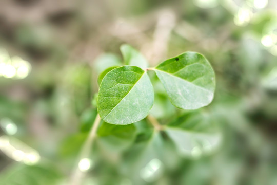 绿色植物树叶微距特写