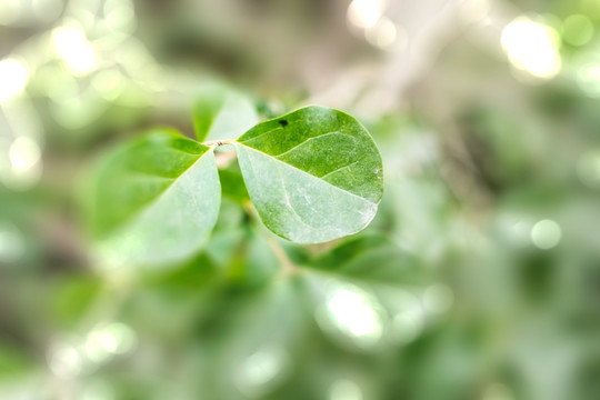 绿色植物树叶微距特写