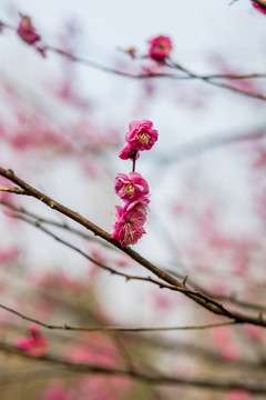 梅花