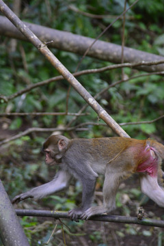热带雨林野生猕猴 发情母猴