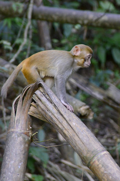 热带雨林野生猕猴 幼候