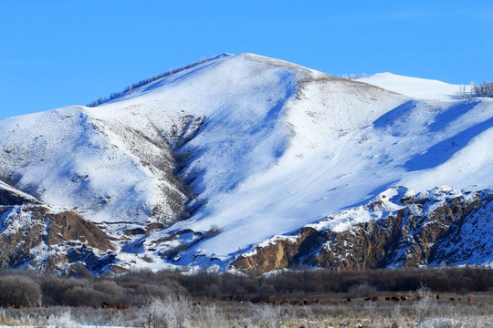 雪山山下牧场马群