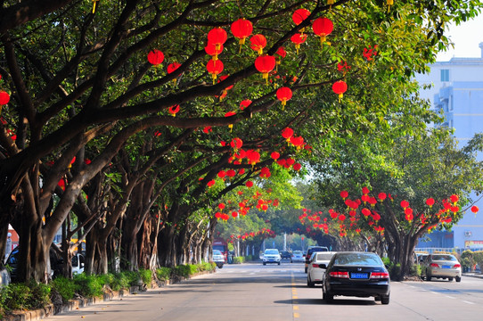 大红灯彩 节日气氛 新春景象