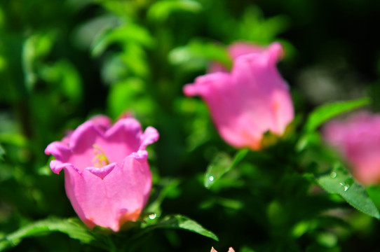 花卉 春节花市 光彩夺目 鲜花